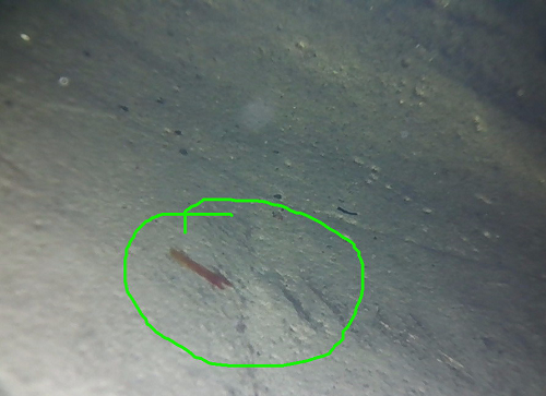 視頻內(nèi)窺鏡具有哪些特點？